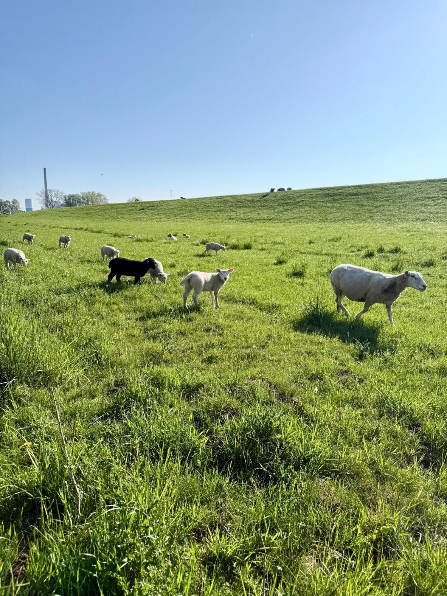 Fewo-julius Am Weser-sandstrand *